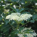 O Poder das Plantas Medicinais na Tradição Ibérica